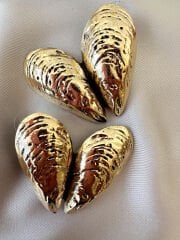 Marka Model Kalpli Midye Küpe